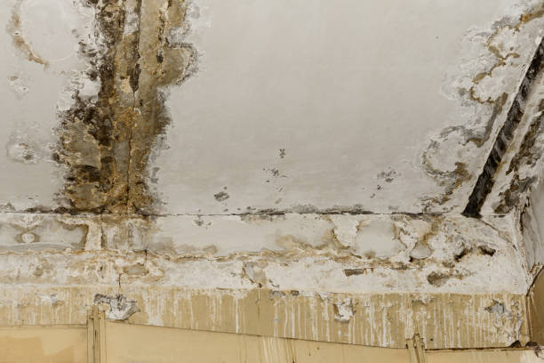 Reliable Spencer, NC Mold Removal Solutions