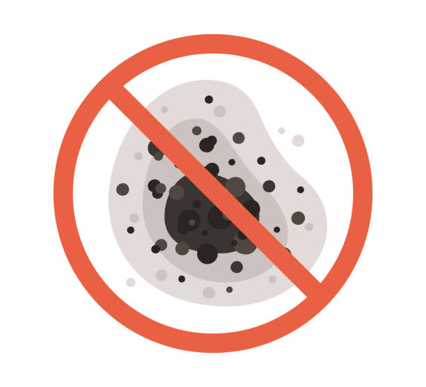 Best Black Mold Removal  in Speer, NC