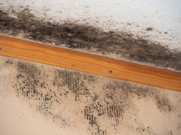 Best Commercial Mold Inspection  in Speer, NC