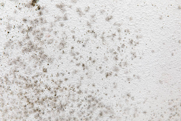 Best Mold Odor Removal Services  in Speer, NC