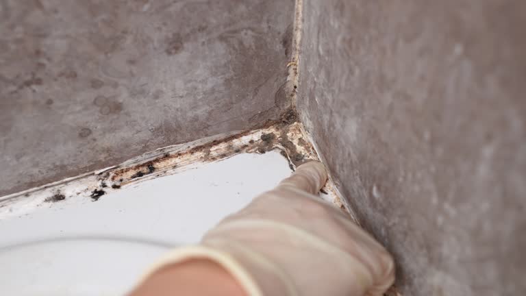 Best Mold Removal for HVAC Installations  in Speer, NC